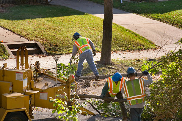 Leaf Removal in Lake California, CA